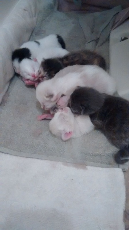 New kittens!