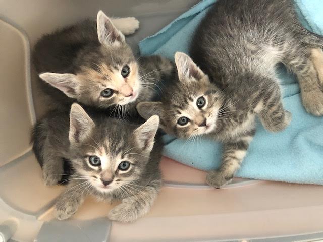 Catty Shack Rescue Catty Shack Rescue